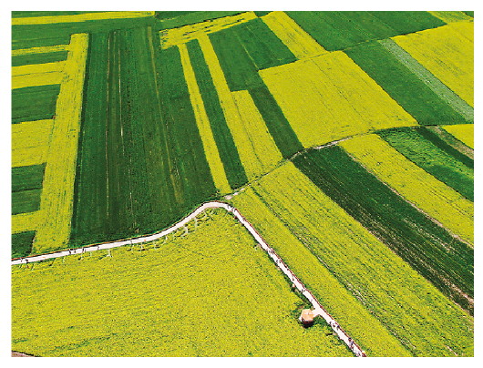 青海门源:高原油菜花
