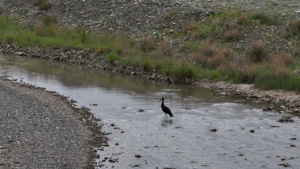 3只濒危鸟类黑鹳现身甘