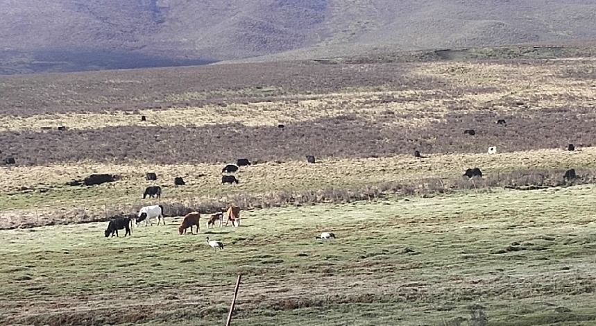 “鸟中大熊猫”黑颈鹤