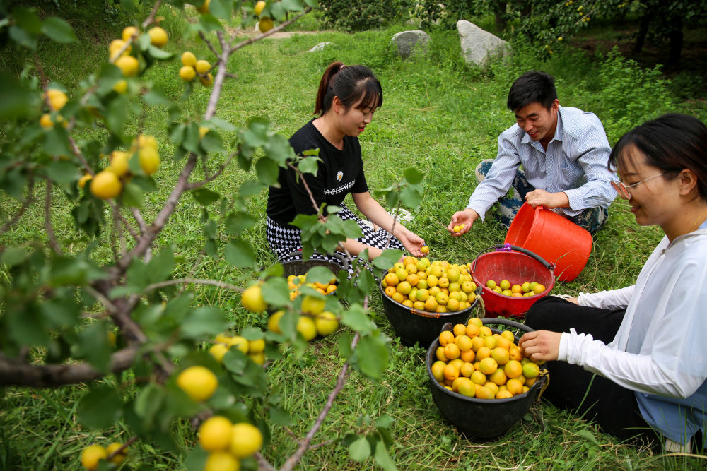 甘肃酒泉:李广杏丰收