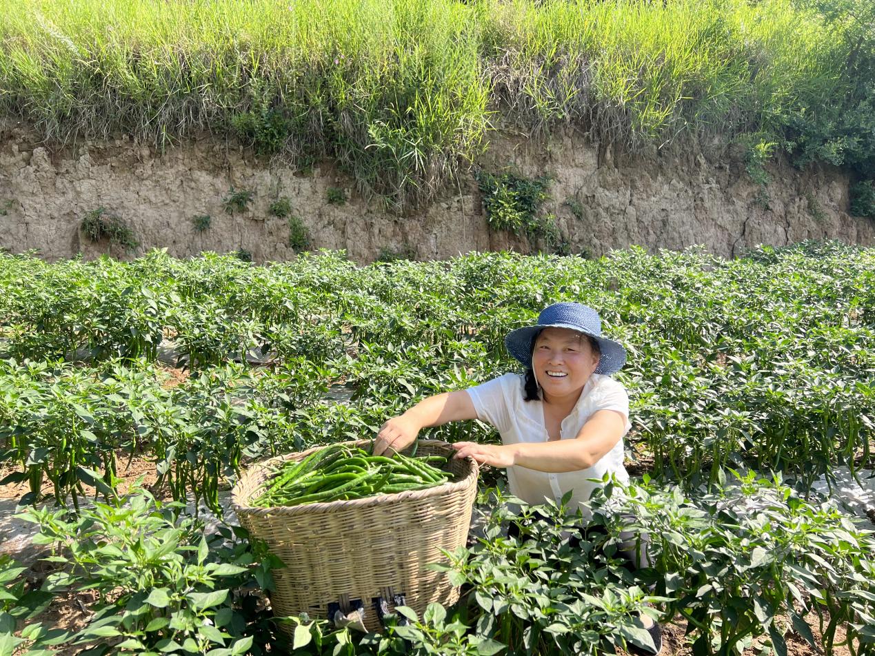 成县:订单辣椒丰收农