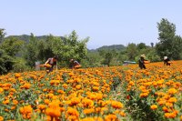 甘肃成县:特色小产业