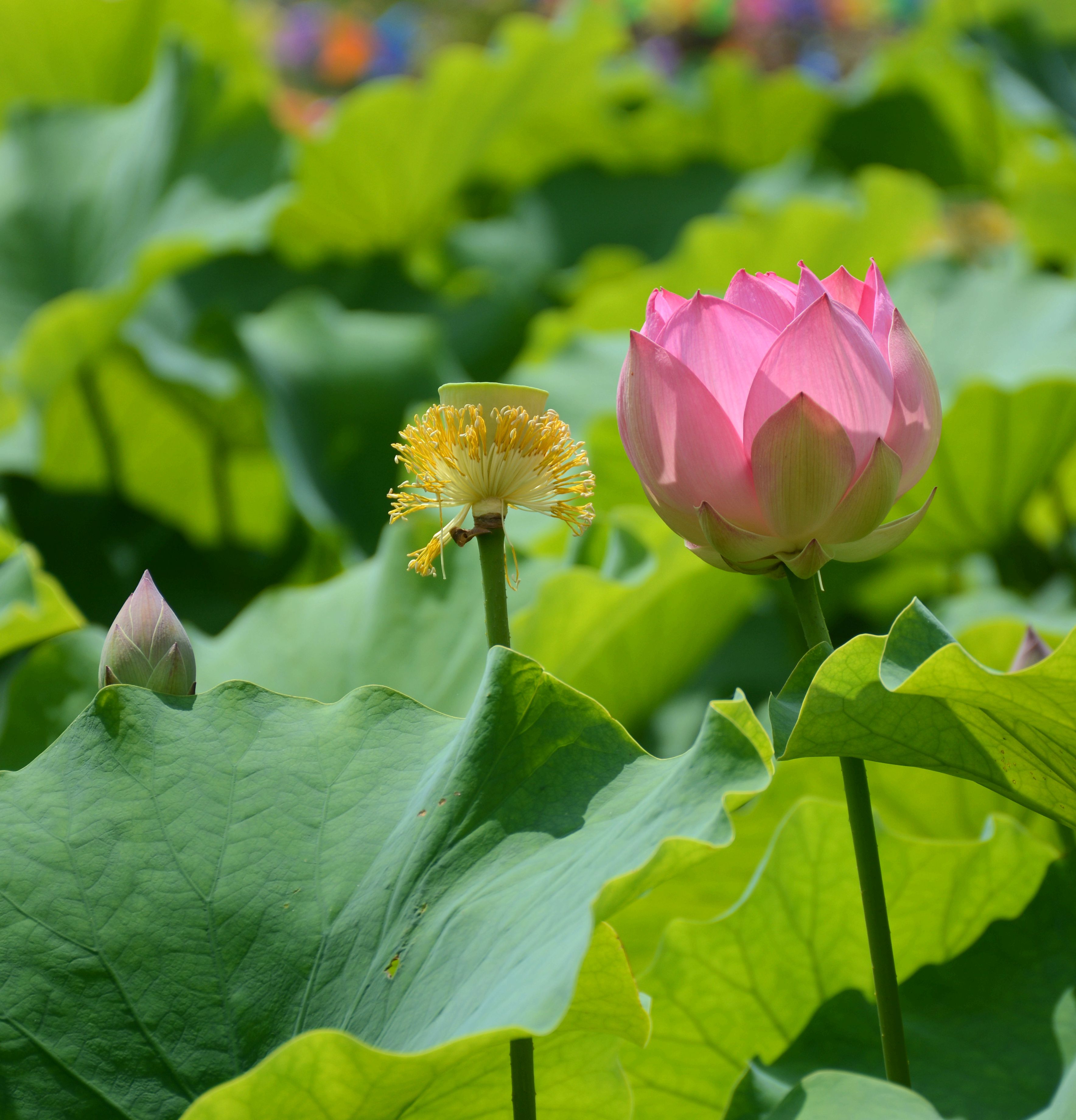 陇南成县：农旅融合助