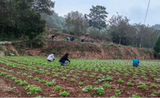 成县小川镇:秋播正当