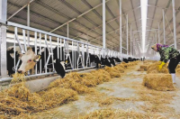 宁夏:打造千亿级奶产