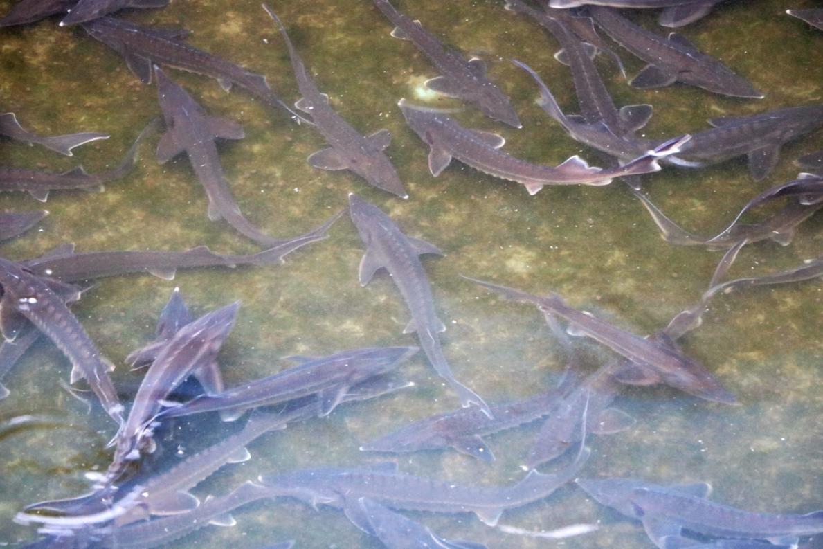 成县镡河乡建村村中华