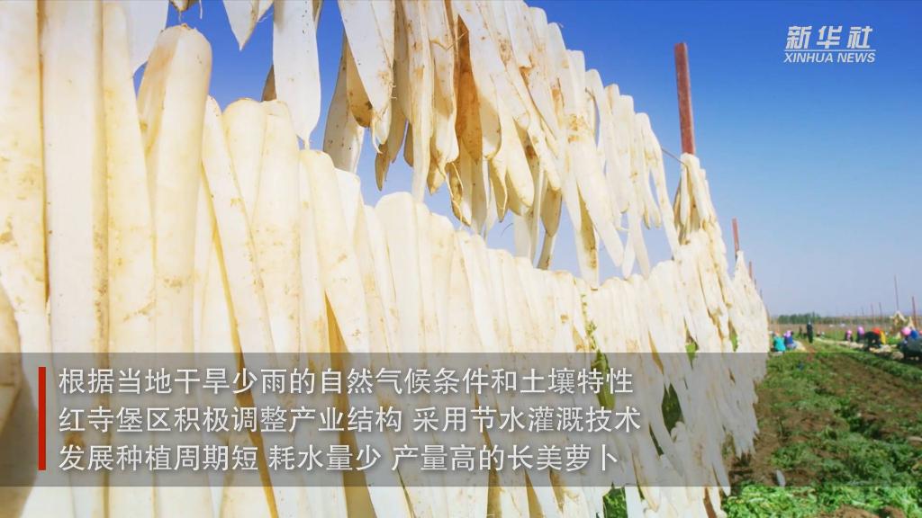 宁夏红寺堡:萝卜丰收
