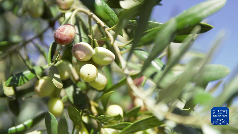 特色产业绘就“陇上江