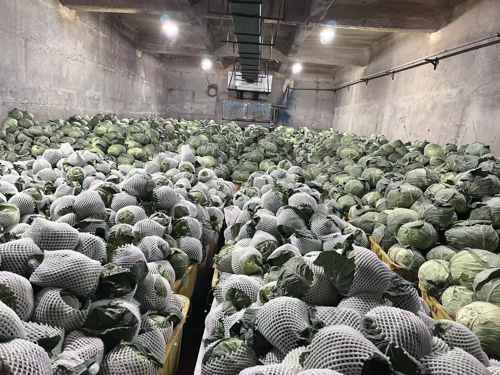 兰州市政府1.5万吨冬春