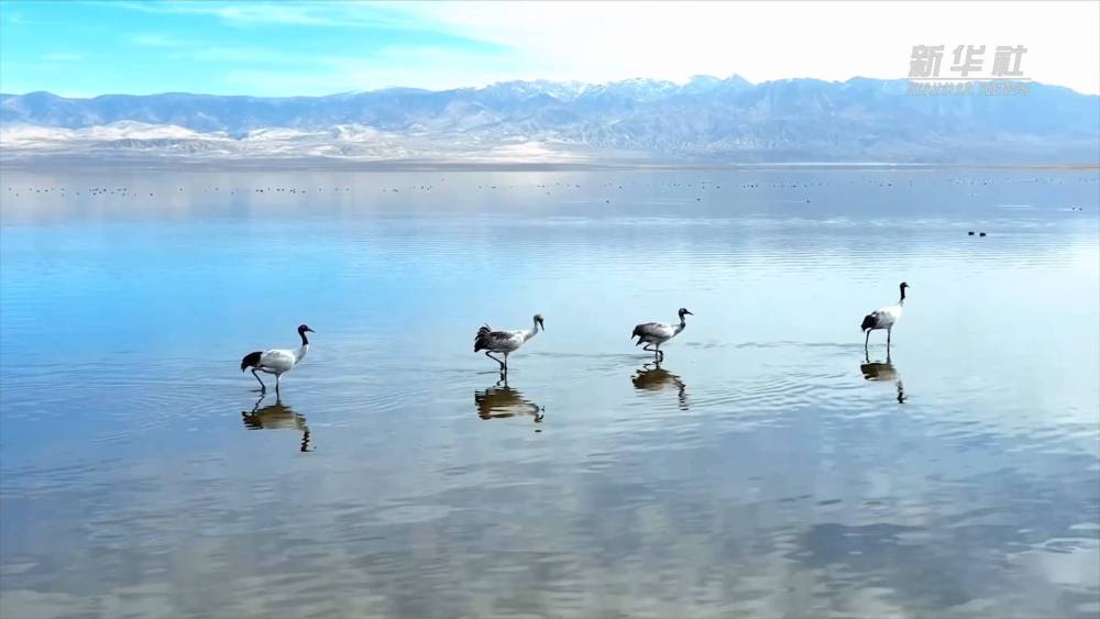 青海:冬日湿地公园天