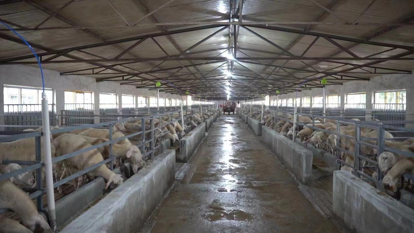 成县红川镇:羊产业奏