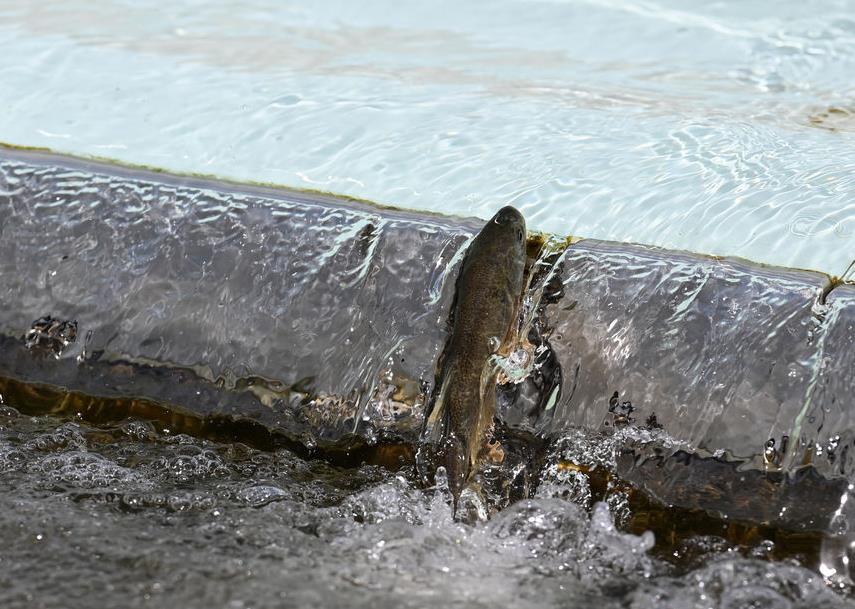 青海湖裸鲤蕴藏量达到