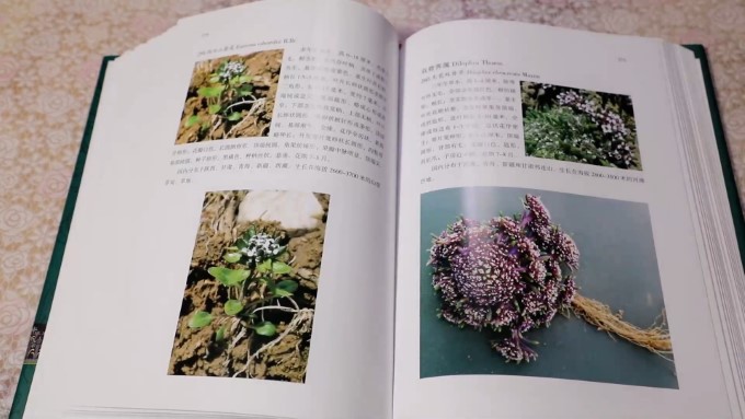 安国庆:给祁连山植物