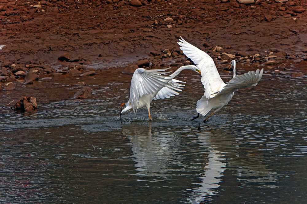 甘肃崇信:冬日白鹭舞