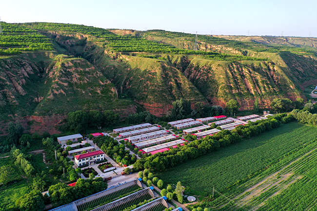 甘肃崇信:生猪产业激