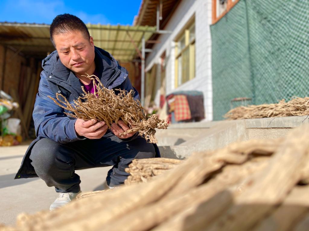 陇西县:一亩党参话小