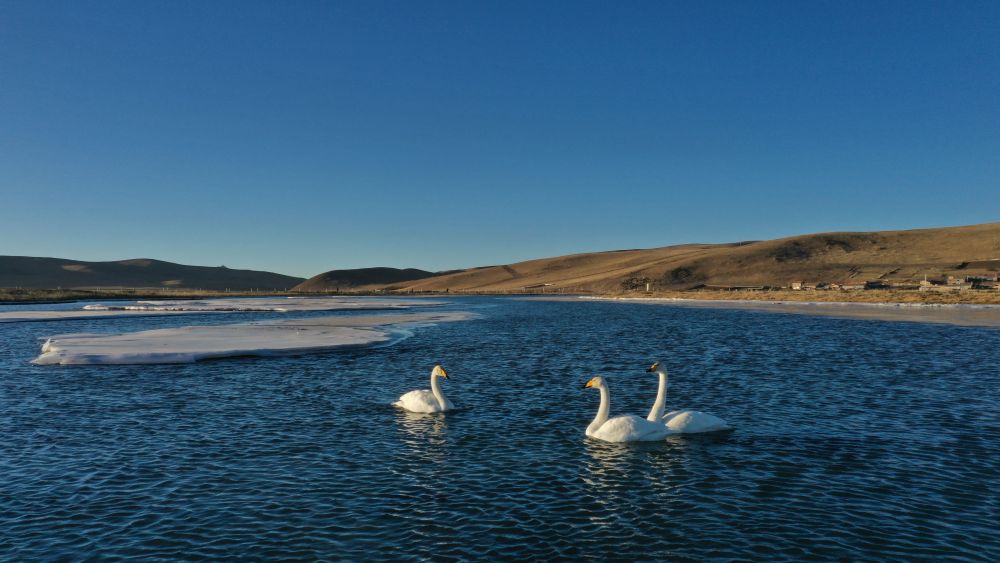 近百只国家二级保护动