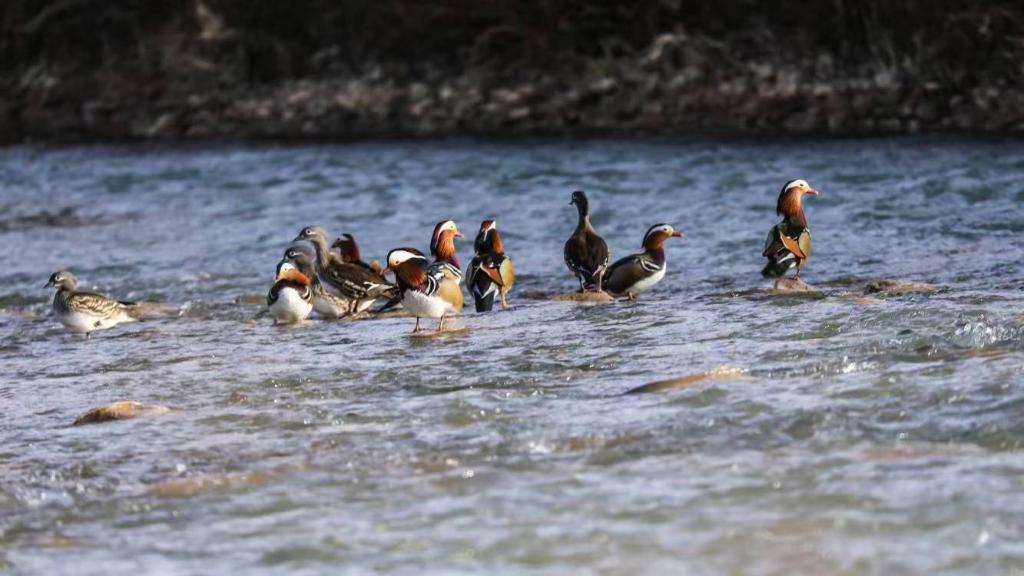 甘肃完成越冬水鸟与湿