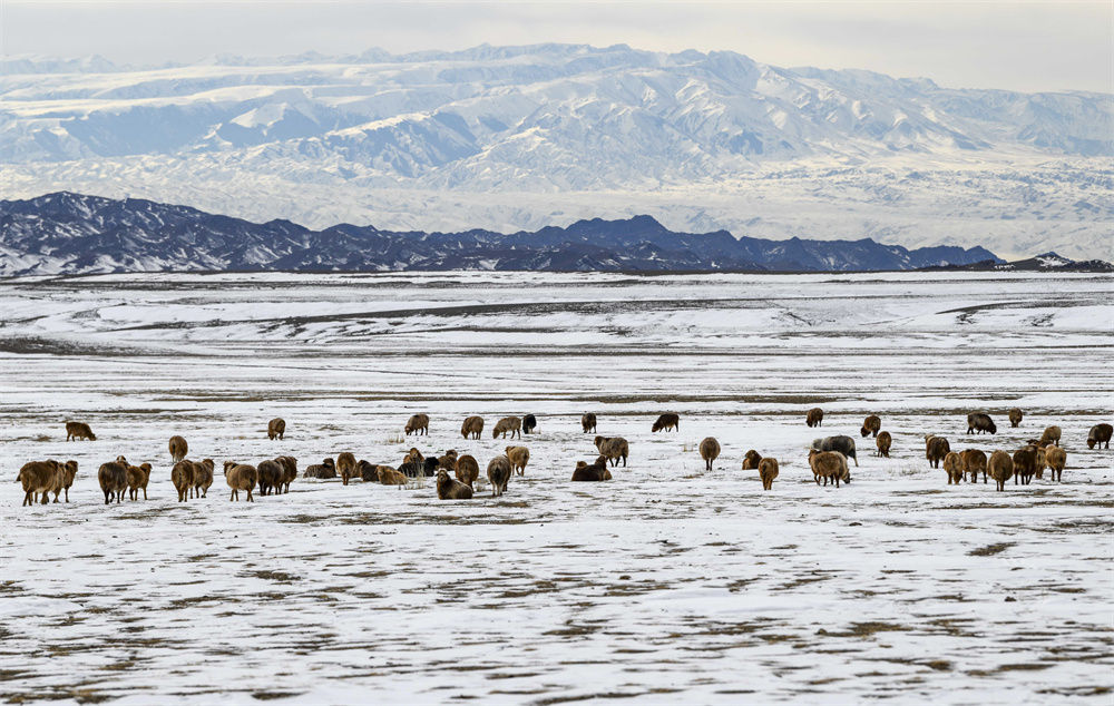 新疆巴尔鲁克山牧歌新