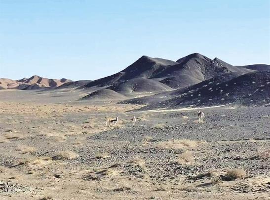 金塔县再现野生黄羊踪