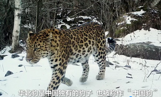 陕西：华北豹栖息地不