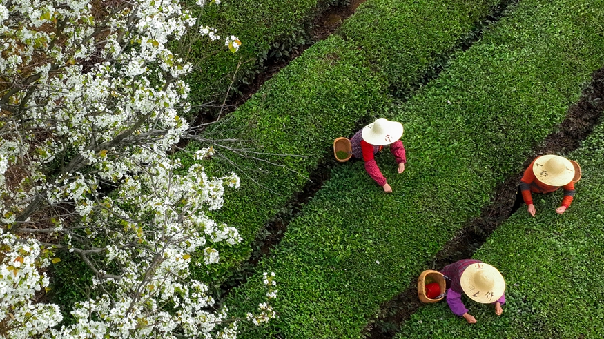 明前茶采摘加工忙