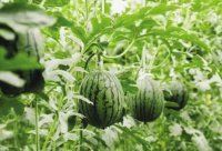 武威凉州:小西瓜成为