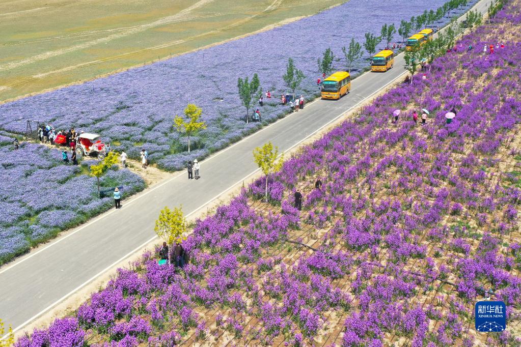 新疆伊犁:花经济成致