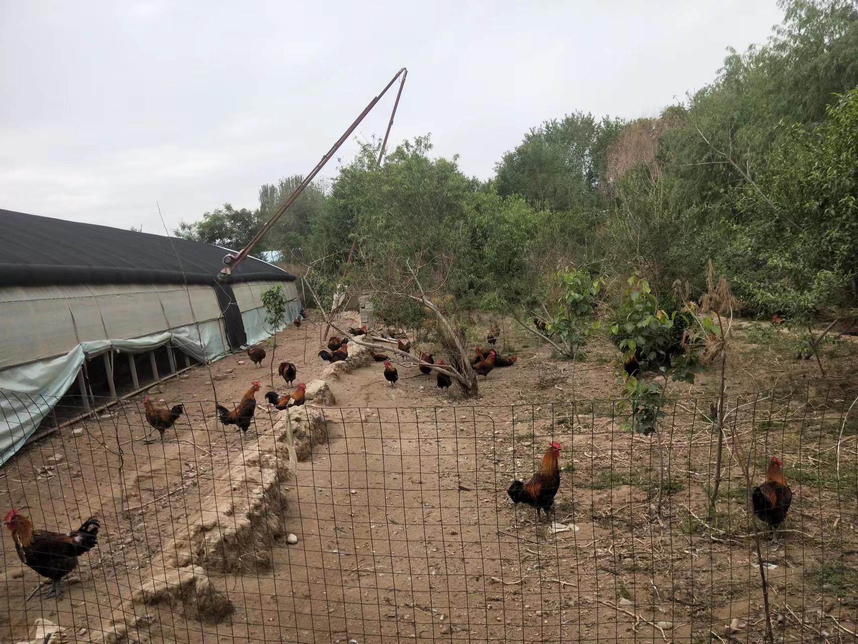 凉州区发放村壮大集体