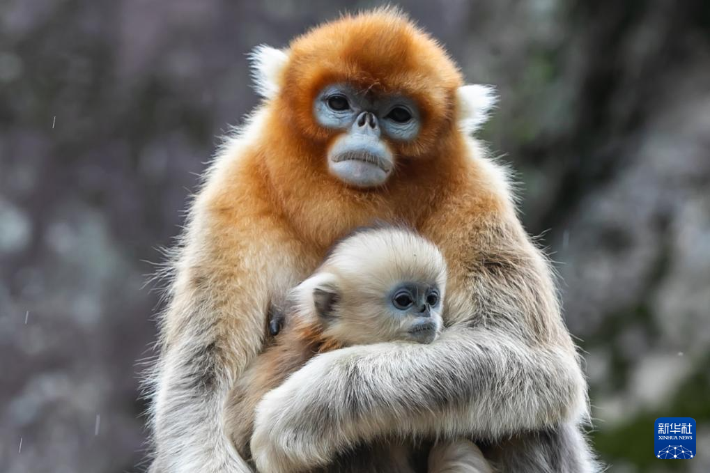 大熊猫国家公园甘肃片