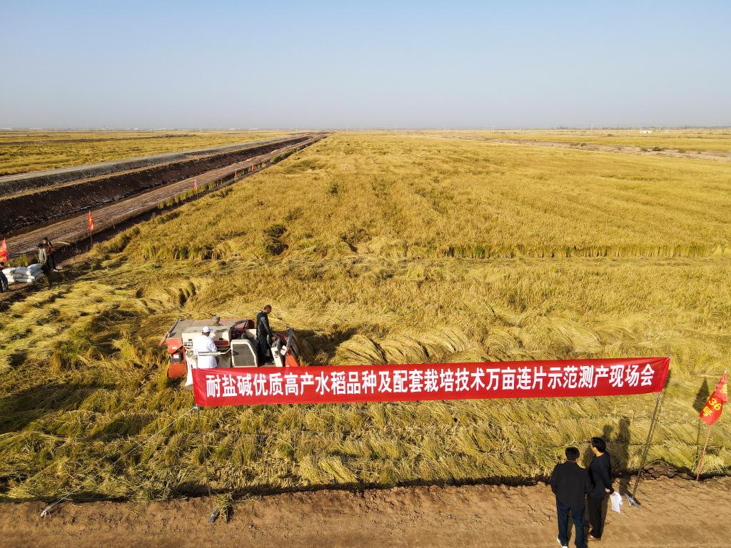 新疆沙漠边缘万亩连片