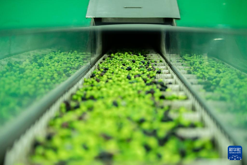 关注秋收|青山翠谷挂“