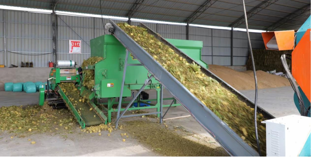 永昌:尾菜循环利用变