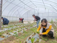 陇南成县：“山野菜”