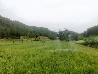 成县红川镇：奏响夏粮