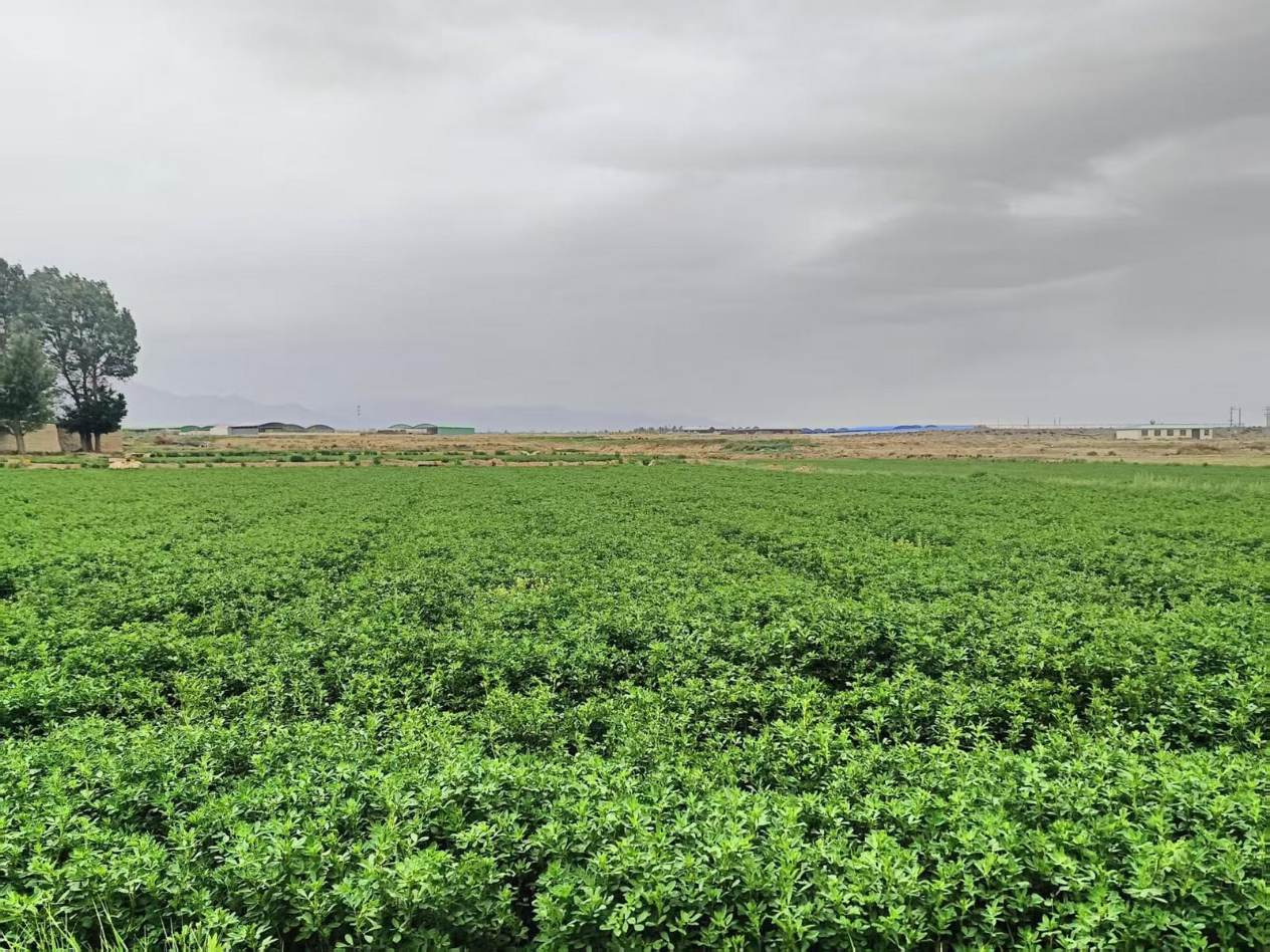 永昌县六坝镇下七坝村